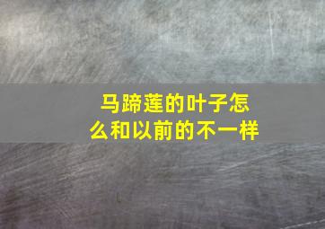 马蹄莲的叶子怎么和以前的不一样