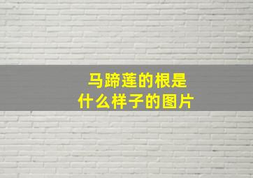 马蹄莲的根是什么样子的图片