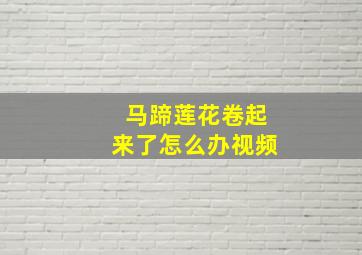 马蹄莲花卷起来了怎么办视频