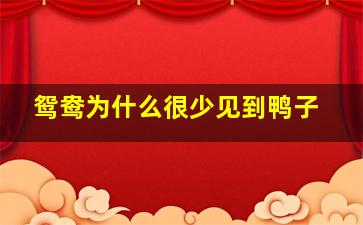 鸳鸯为什么很少见到鸭子