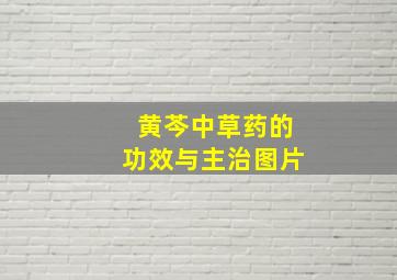 黄芩中草药的功效与主治图片