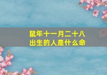 鼠年十一月二十八出生的人是什么命