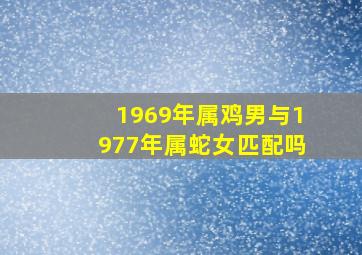 1969年属鸡男与1977年属蛇女匹配吗