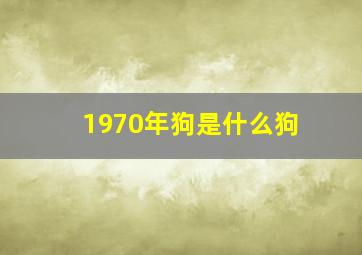 1970年狗是什么狗