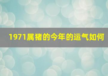 1971属猪的今年的运气如何