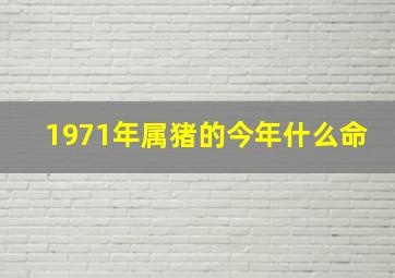 1971年属猪的今年什么命