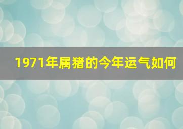 1971年属猪的今年运气如何