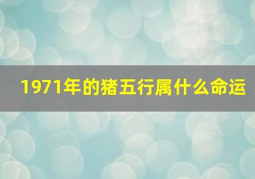 1971年的猪五行属什么命运