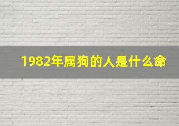 1982年属狗的人是什么命