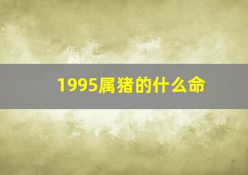 1995属猪的什么命