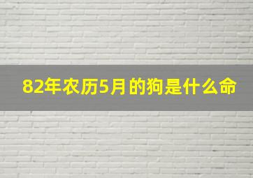 82年农历5月的狗是什么命