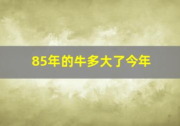 85年的牛多大了今年