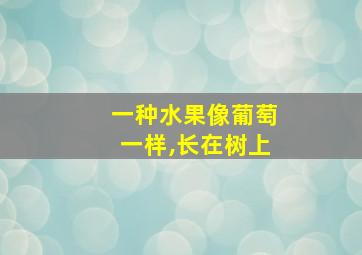 一种水果像葡萄一样,长在树上