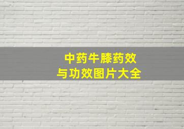 中药牛膝药效与功效图片大全