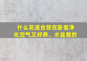 什么花适合放在卧室净化空气又好养、水盆栽的