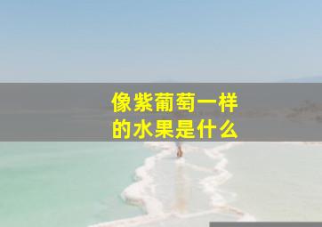 像紫葡萄一样的水果是什么