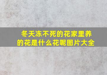 冬天冻不死的花家里养的花是什么花呢图片大全