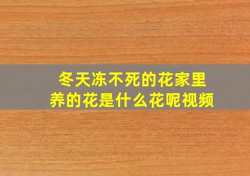 冬天冻不死的花家里养的花是什么花呢视频