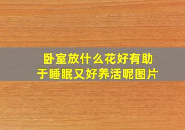 卧室放什么花好有助于睡眠又好养活呢图片