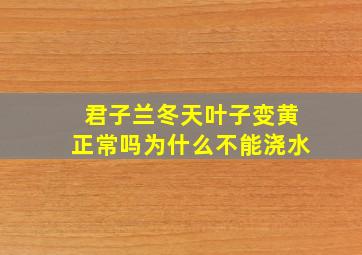 君子兰冬天叶子变黄正常吗为什么不能浇水