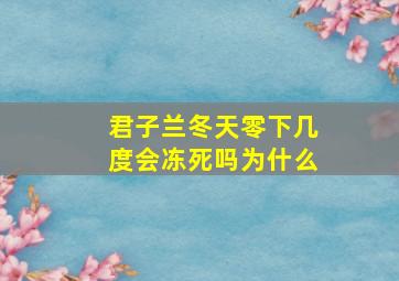 君子兰冬天零下几度会冻死吗为什么