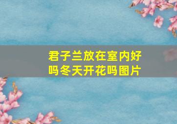 君子兰放在室内好吗冬天开花吗图片