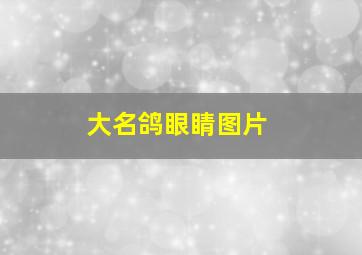 大名鸽眼睛图片