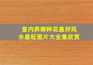 室内养哪种花最好风水最旺图片大全集欣赏