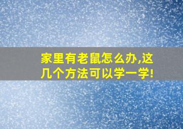 家里有老鼠怎么办,这几个方法可以学一学!