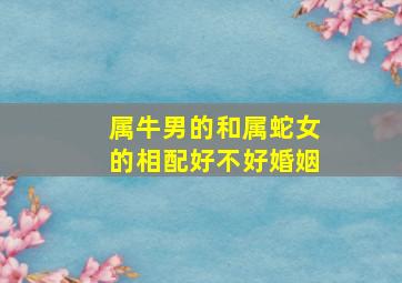 属牛男的和属蛇女的相配好不好婚姻