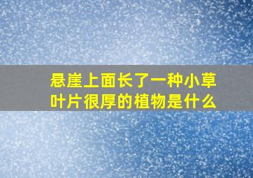 悬崖上面长了一种小草叶片很厚的植物是什么