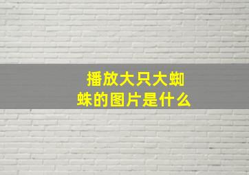 播放大只大蜘蛛的图片是什么