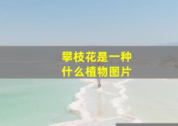 攀枝花是一种什么植物图片