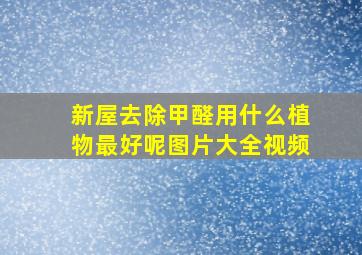 新屋去除甲醛用什么植物最好呢图片大全视频