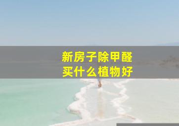 新房子除甲醛买什么植物好