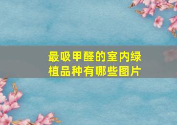 最吸甲醛的室内绿植品种有哪些图片