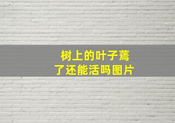 树上的叶子蔫了还能活吗图片