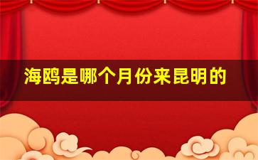 海鸥是哪个月份来昆明的