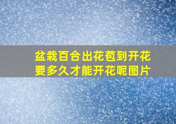 盆栽百合出花苞到开花要多久才能开花呢图片