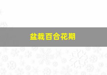 盆栽百合花期