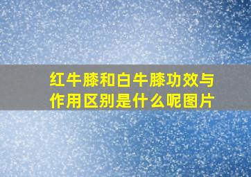 红牛膝和白牛膝功效与作用区别是什么呢图片