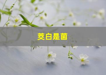 茭白是菌