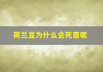 荷兰豆为什么会死苗呢