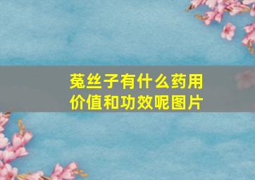 菟丝子有什么药用价值和功效呢图片